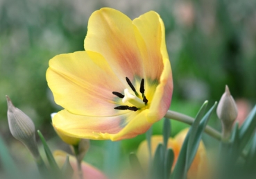 지방 교회측이 김홍기 목사에게 묻는다 : “세 분리된 위격들”을 믿는 것이 ‘정통 삼위일체’인가?