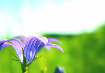 The Uniqueness of the Lord’s Recovery