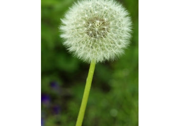 참 하나의 입장