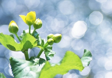 지방교회. 개신교 전통에 의해 확립된 최고의 표준과 정확히 일치한다. - 왕애명(王艾明, Aiming Wang)