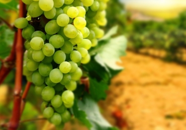 Abide in Me, and I in you