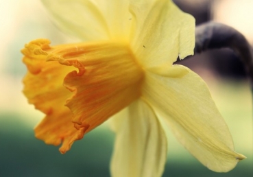 위트니스 리와 지방교회들이 “성경문답자”에게 답변함―성경 해석과 우상숭배에 관하여