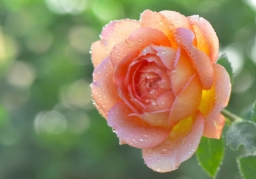 지방 교회측 토론글-지방 교회, 병아리와 계란껍질(#4)