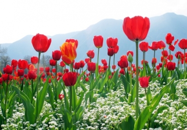 Recall how David swore