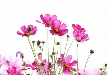 의인이 죄를 지으면 어떻게 되는가?