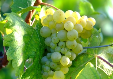 I am the Vine, you are the branches