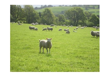 우리는 지방교회가 무엇인지를 보아야 한다.