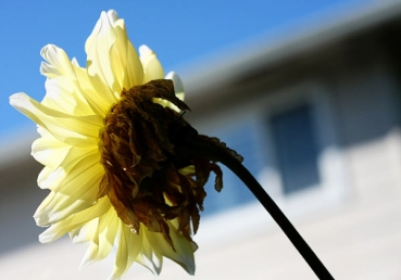 지방교회와 논쟁 중 드러난 최삼경 목사의 삼신론(3)