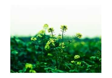 한국복음서원의 신약 성경 회복역과 접속사 번역