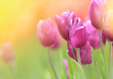 반대를 당함(한글)