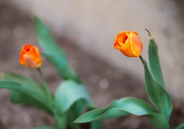 We do not lose heart