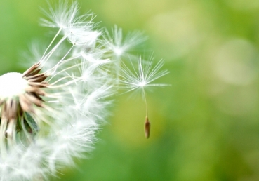 복음의 수호―복음주의 교회들과 교파들의 정당성에 대해