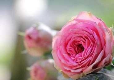 박동석 목사의 지방교회 비난 기사에 대한 항의