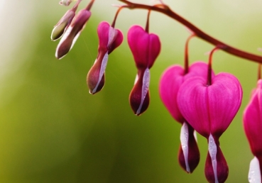 위트니스 리와 지방교회들이 “성경문답자”에게 답변함―삼일 하나님의 성경적인 의미에 관하여