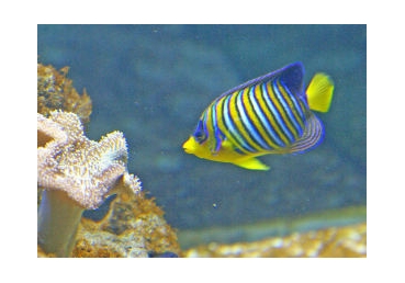 지방교회와 논쟁 중 드러난 최삼경 목사의 삼신론(4)