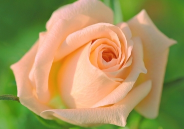 O how deep and how far-reaching