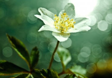 I Live and Yet Not I