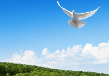 중국 중앙 TV방송 '전능신교(동방번개)' 보도와 관련하여