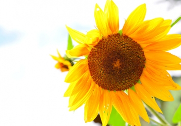 위트니스 리는 왜 양태론자가 아닌가, 최삼경 목사는 왜 삼신론자인가?