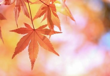 최일도 목사(예장 통합)에 관한 미주 세이연 연구보고서 중 위트니스 리와 지방교회 측 언급 부분에 대한 항의 및 반론문