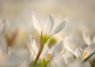 My God, my Portion, and my Love / 내 사랑 나의 하나님