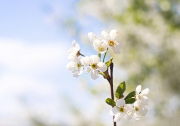 Lord, I was blind; I could not see