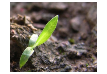 일보다 생명을 더 중요시 함