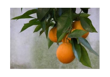 지방교회와 논쟁 중 드러난 최삼경 목사의 삼신론(6)