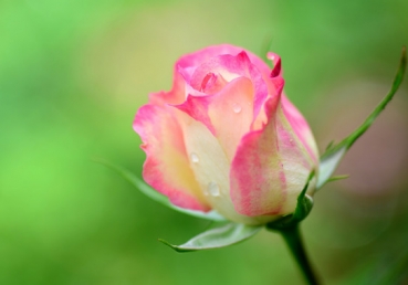 Lord, You are more precious than silver