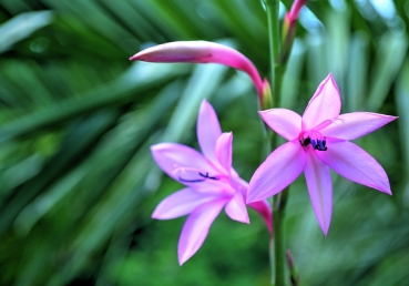 No mortal tongue can e’er describe