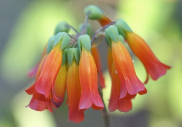 위트니스 리와 지방교회들이 “성경문답자”에게 답변함―“분열”, “개종”, “양을 훔침”에 관하여