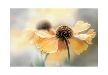 생명의 체험―헌신