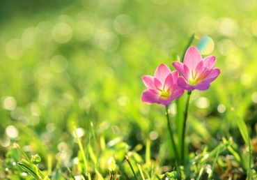 지방교회 양태론 정죄의 원조와 그 후예들(2)