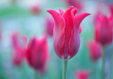 워치만 니, 위트니스 리, 지방 교회들은 삼위일체를 균형있게 믿고 있다. 따라서 양태론자가 결코 아니다.