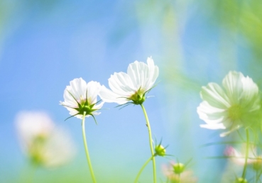 동방번개 관련 K 선교사에 대한 항의서한(2)