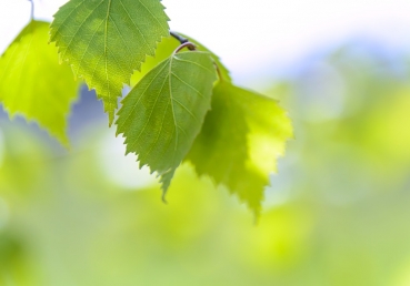 지방 교회와 교파주의 ― 무엇이 몸의 하나를 추구하는 바른 방향인가?