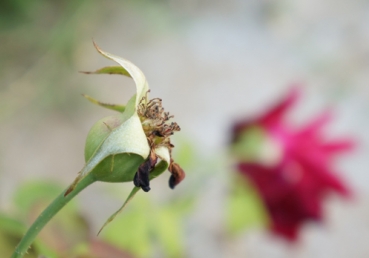 What love Thou hast bestowed on us