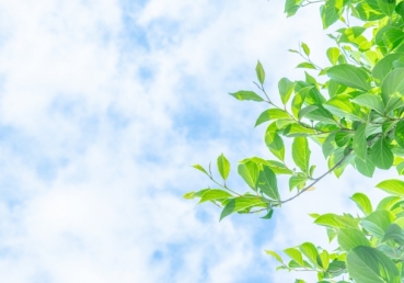 데이스타 캠핑카 사업에 관한 사실들