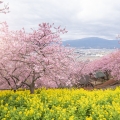 derevia-tsvety-park-vesna-sakura-tsvetenie-pink-blossom-pa-5.jpg