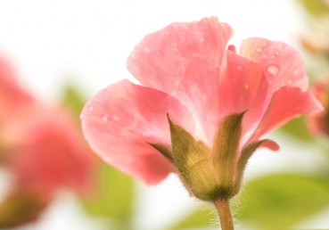 찬송가가 다르네요