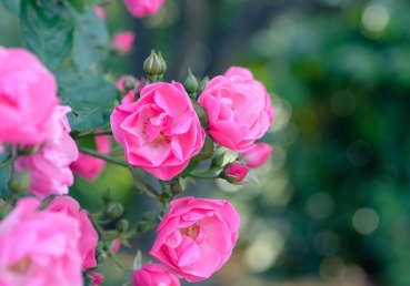 회복역 성경을 통한 조명 - “믿는 사람들이 받을 그 영”