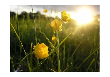 삼위 양식론, 삼신론, 성경에 따른 삼일 하나님에 대한 순수한 계시