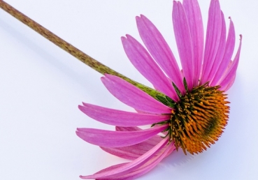 지방교회에 대하여(1)