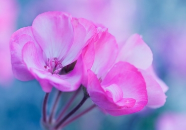 지방교회에 대하여(2)