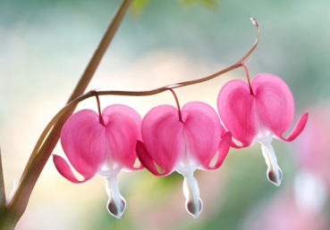 Man’s Creator has a purpose