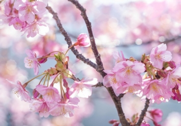 양태론 비판에 대한 지방교회 측의 반박(5) - 경륜적 삼위일체를 양태론으로 오해한 이인규 씨의 이단성