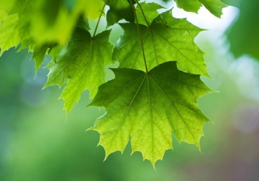 Such Faith and Such Love (Round)