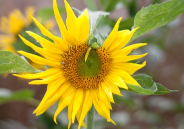 My song shall be of Jesus