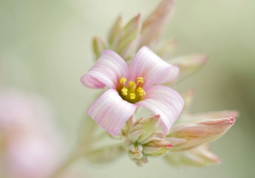 What miracle! What mystery!