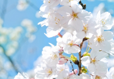 지방교회 측의 진리변증 -생명나무는 무엇인가?